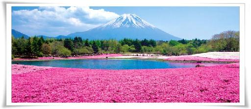 富士山櫻花之海